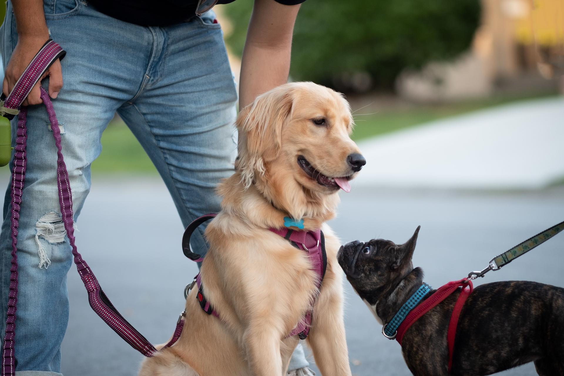 Golden Retriever Calmly Meets French Bull Dog While Owners Hold Leashes