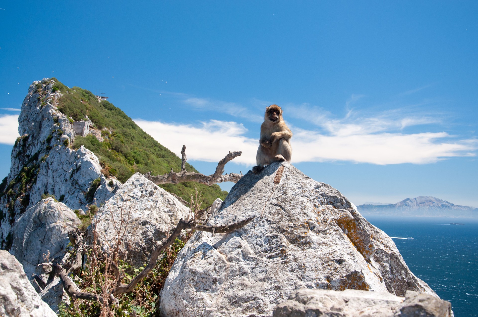 Marmoset in Rock of Gibraltar